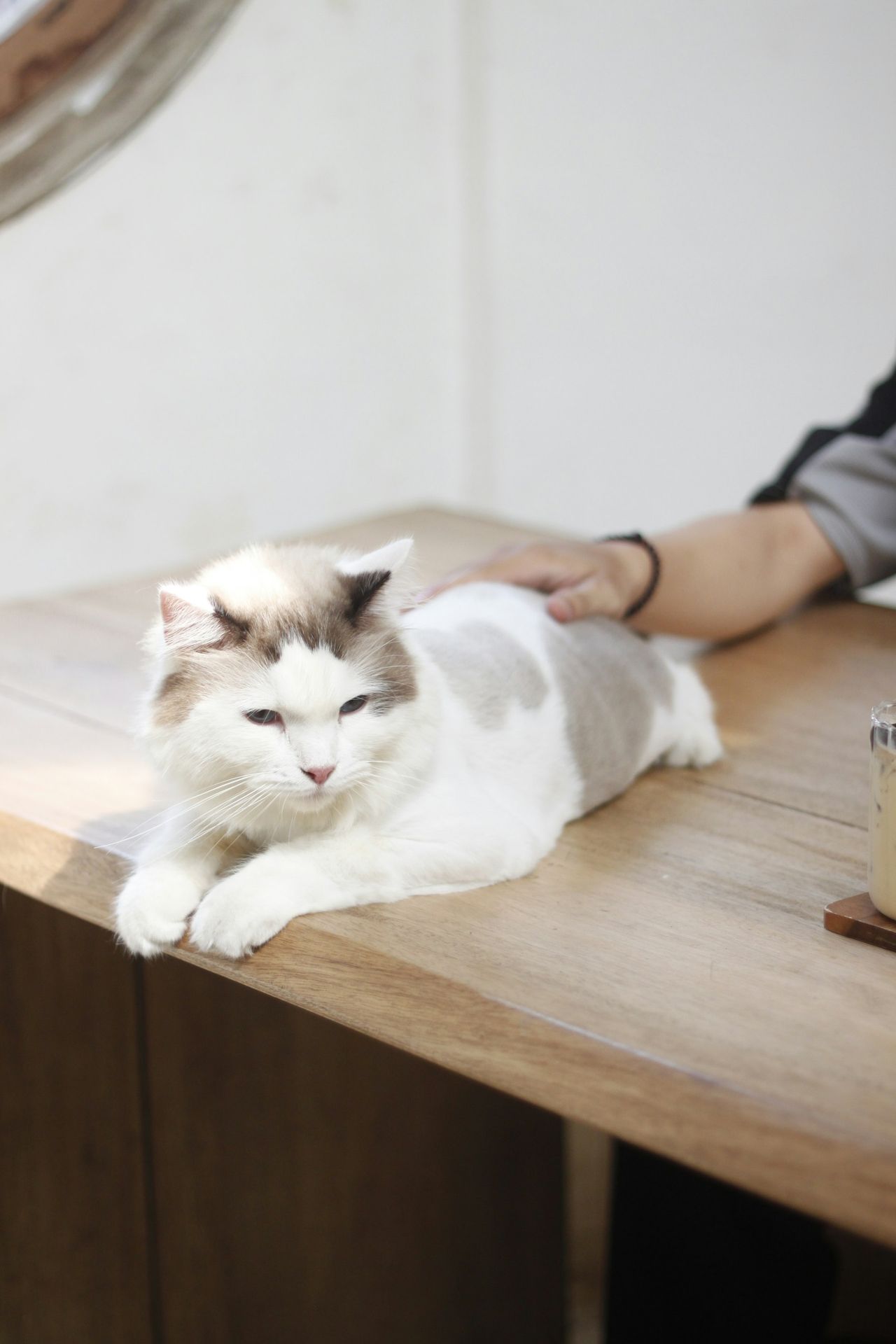 a white and gray cat laying on top of a wooden table